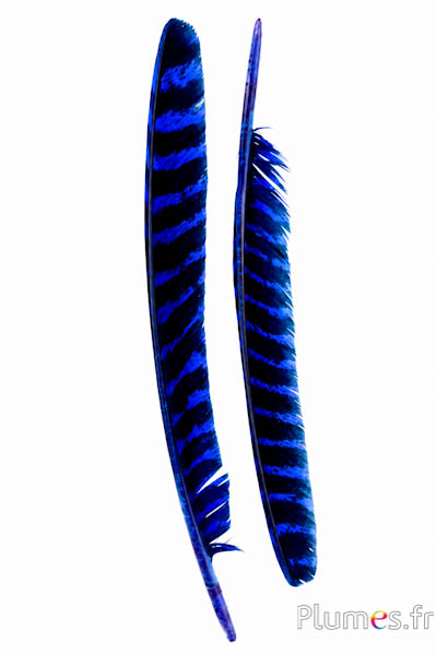 Bronzetruthan - 33-38 cm - blau-schwarz 